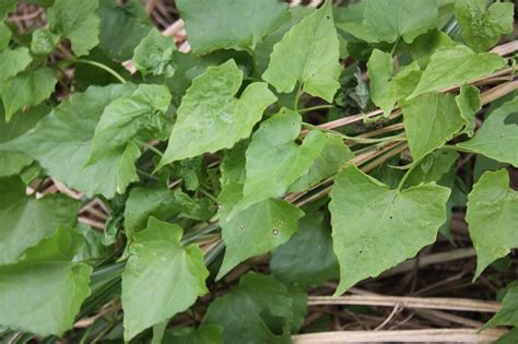 籐植物|農田雜草介紹~小花蔓澤蘭 (高雄區農業改良場)